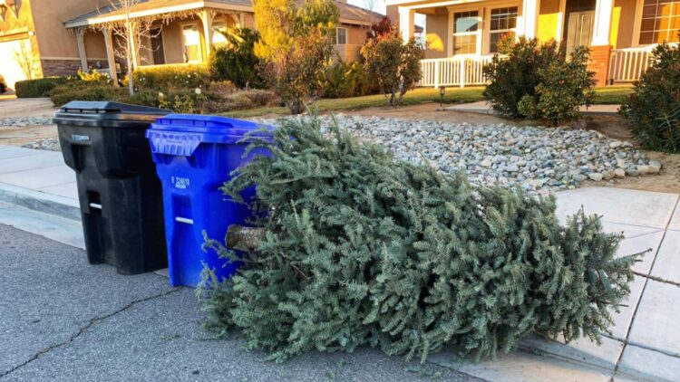 It's official—several states in the United States prohibit disposing of Christmas trees as regular trash, and there are serious penalties
