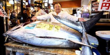 The “black gold” of the sea—$3.2 million paid for a single bluefin tuna in Japan