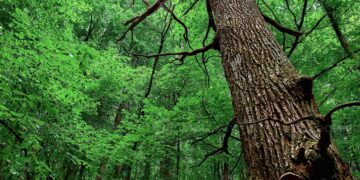 Marc Dubois, a local craftsman specializing in wood carving, discovered a hermetically sealed and finely engraved copper cylinder inside an old oak tree, with an initial valuation of €75,000
