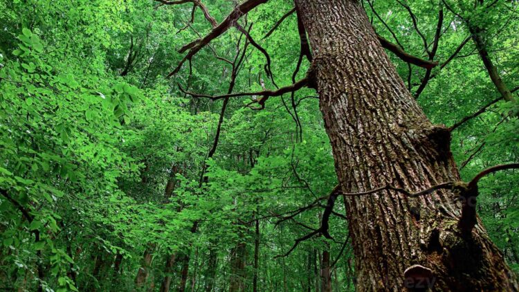 Marc Dubois, a local craftsman specializing in wood carving, discovered a hermetically sealed and finely engraved copper cylinder inside an old oak tree, with an initial valuation of €75,000 1 Marc Dubois, a local craftsman specializing in wood carving, discovered a hermetically sealed and finely engraved copper cylinder inside an old oak tree, with an initial valuation of €75,000