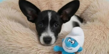 A shelter confirms that Pitufino was returned after being adopted for not learning quickly, and the story outrages thousands