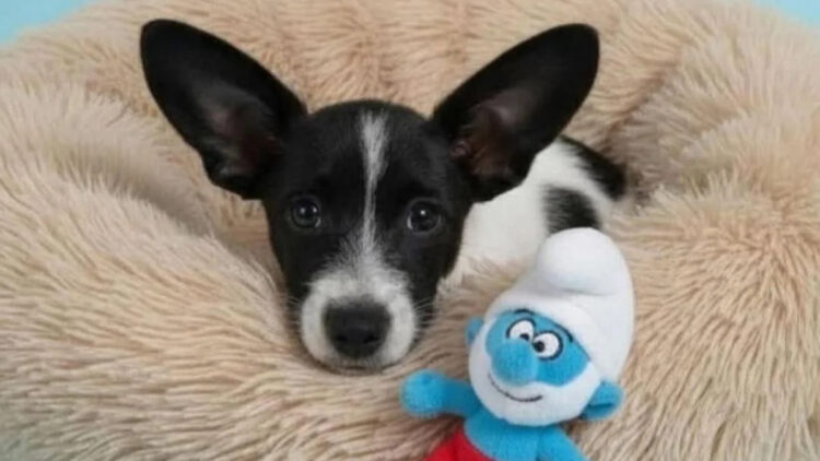 A shelter confirms that Pitufino was returned after being adopted for not learning quickly, and the story outrages thousands 1 A shelter confirms that Pitufino was returned after being adopted for not learning quickly, and the story outrages thousands