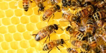 They don't hibernate like bears or simply disappear—this is how bees and wasps face winter, according to science