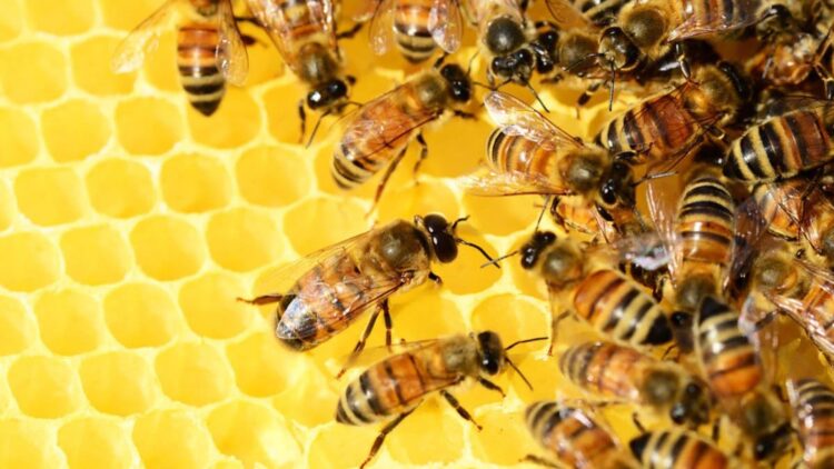 They don't hibernate like bears or simply disappear—this is how bees and wasps face winter, according to science 1 They don't hibernate like bears or simply disappear—this is how bees and wasps face winter, according to science