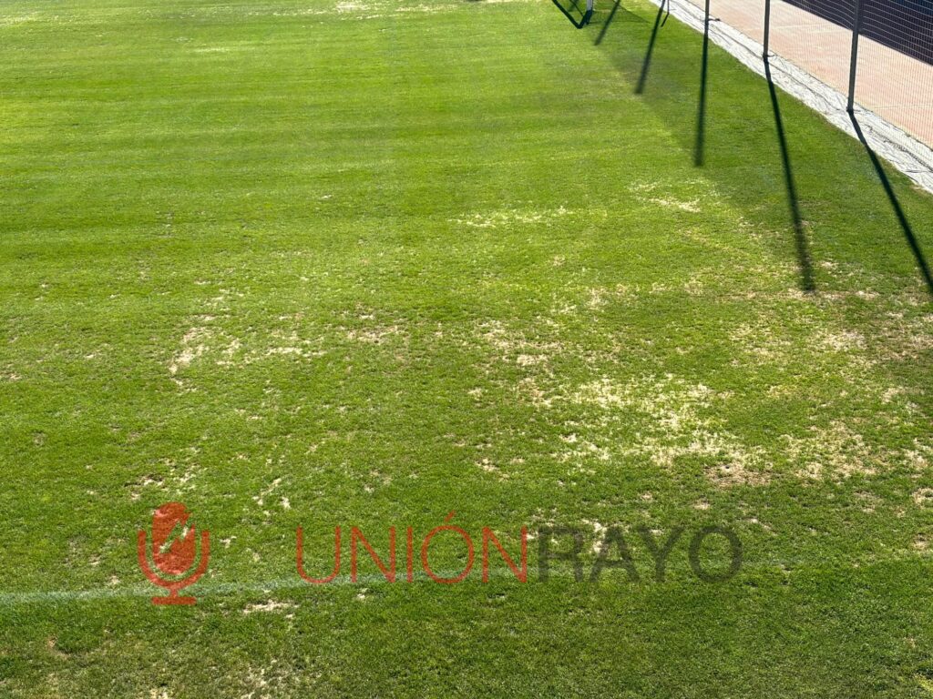 césped ciudad deportiva